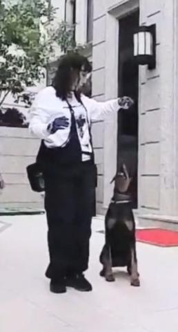 黑面羊動物傳心貓犬訓練 - 都柏文服從訓練