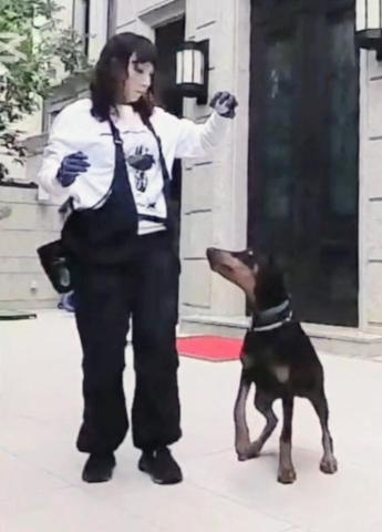 黑面羊動物傳心貓犬訓練 - 都柏文服從訓練