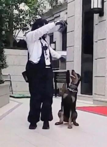 黑面羊動物傳心貓犬訓練 - 都柏文服從訓練