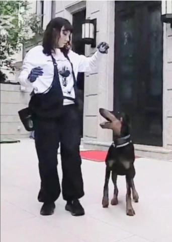 黑面羊動物傳心貓犬訓練 - 都柏文服從訓練