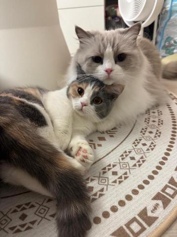 提供微電影創作服務的專家May姐廚房