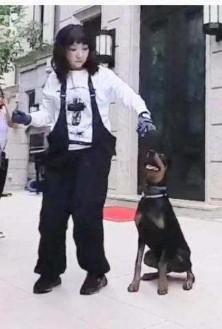 黑面羊動物傳心貓犬訓練 - 都柏文訓練