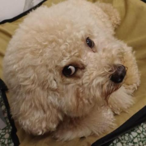 提供營養 師 資格服務的專家ms Lee