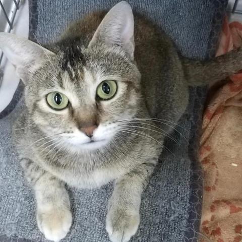 提供引擎室清潔費用服務的專家上門照顧貓狗