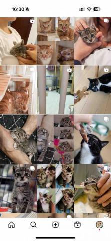 cat_ssitter 香港貓保母 - 