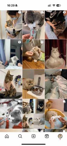 cat_ssitter 香港貓保母 - 