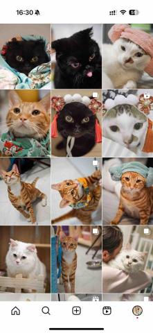 cat_ssitter 香港貓保母 - 