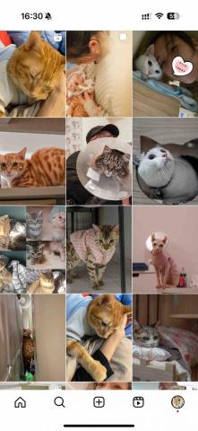 cat_ssitter 香港貓保母 - 