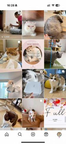 cat_ssitter 香港貓保母 - 