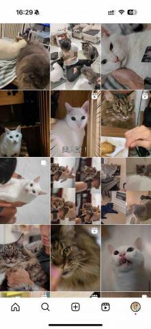 cat_ssitter 香港貓保母 - 