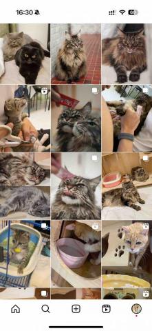 cat_ssitter 香港貓保母 - 