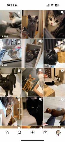 cat_ssitter 香港貓保母 - 