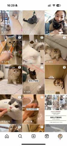 cat_ssitter 香港貓保母 - 