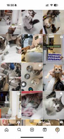 cat_ssitter 香港貓保母 - 