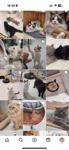 cat_ssitter 香港貓保母 - 