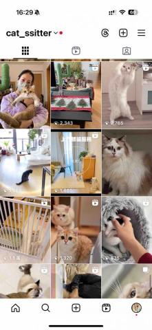 cat_ssitter 香港貓保母 - 