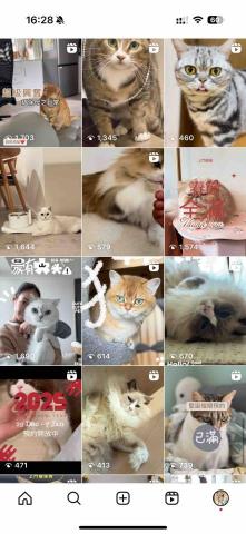 cat_ssitter 香港貓保母 - 