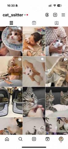 cat_ssitter 香港貓保母 - 