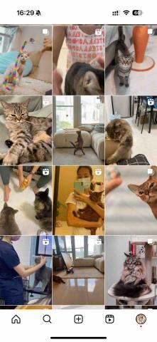 cat_ssitter 香港貓保母 - 