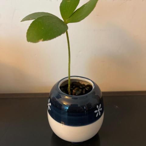 提供裝修後清潔邊間好服務的專家sze cheng