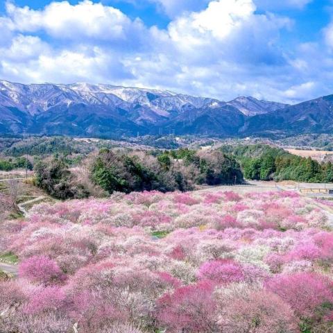 提供樂隊和樂隊樂器服務的專家林嘉豪