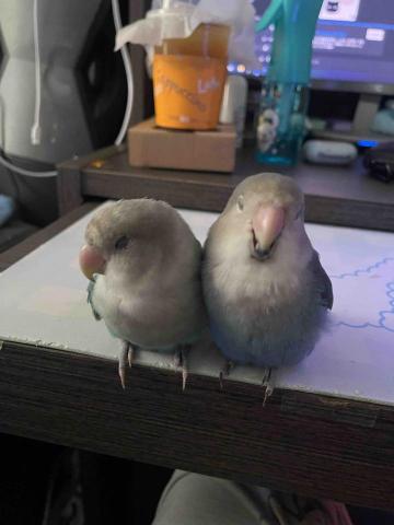 Tam Man Chi - My parrots