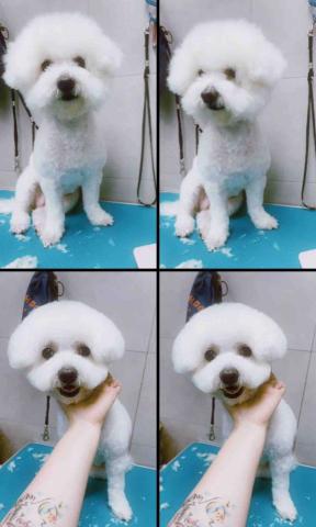 PetStory - 韓式比熊裝