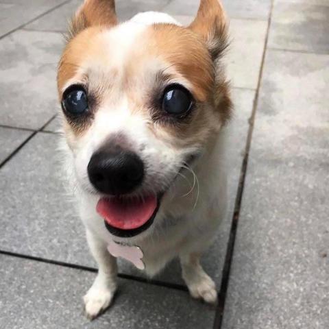 提供24铁拳查档查询通讯社交信息.最安心的商家经营智网综合社工库机器人✔️shegongs.com服務的專家Jasmine Chu