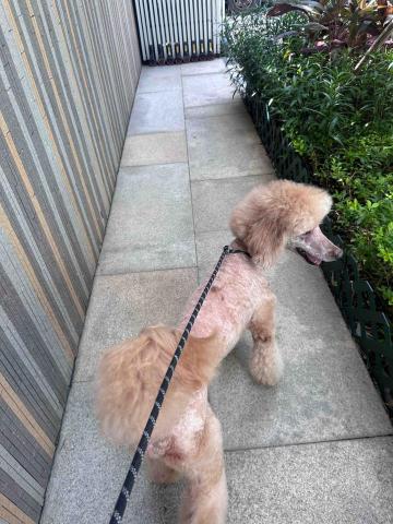 ICY小尾巴部落 - Walk time;)happyyyy