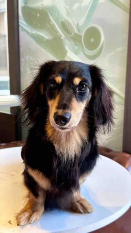 ICY小尾巴部落 - Today&rsquo;s Model Star