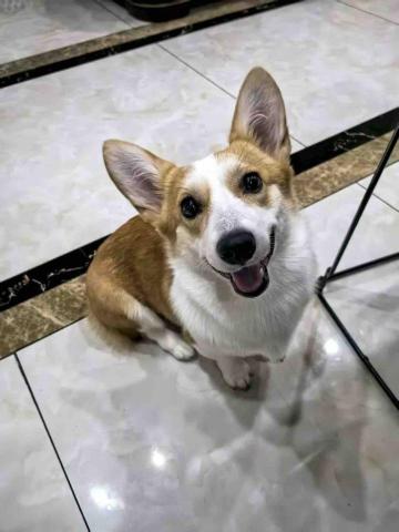 ICY小尾巴部落 - Dodo&rsquo;s smile always heals me