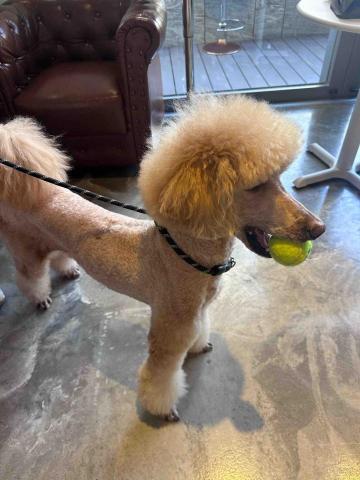 ICY小尾巴部落 - BB's playtime 