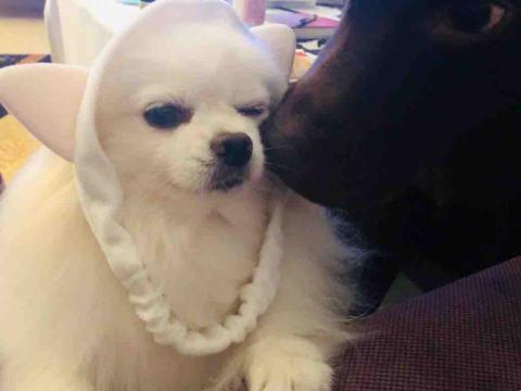 ICY小尾巴部落 - 彼此陪伴就是最珍貴的禮物