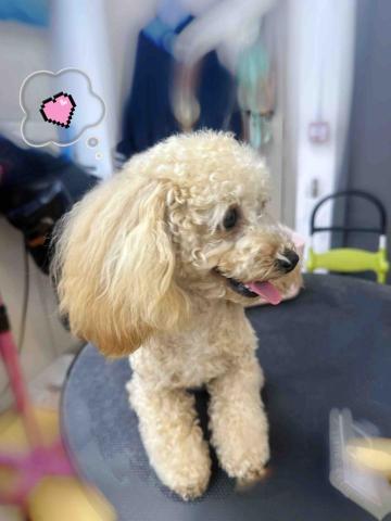 ICY小尾巴部落 - Hello Angel here about to take a shower