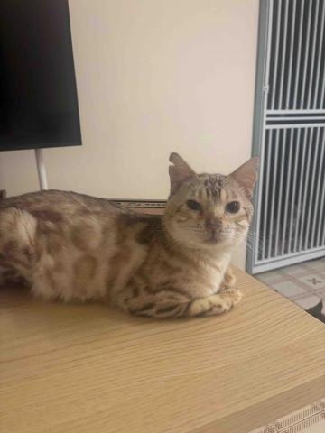 The pros providing pt sai ying punCHAN HIU YING