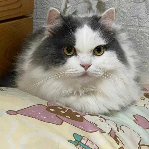 提供煤氣爐沖涼服務的專家Asumi