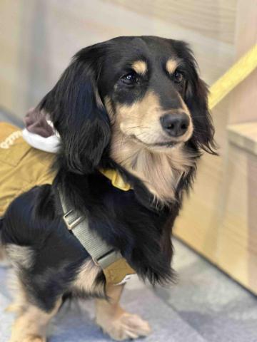 ICY小尾巴部落 - 