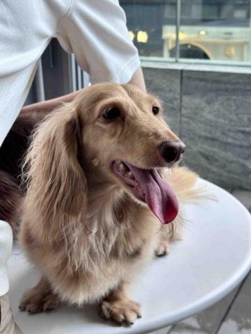 ICY小尾巴部落 - 每日小小打理 都是愛的表現
散步返來後 ，幫毛孩抹吓手腳 順一順毛毛，讓牠乾淨舒服 一起把這份陪伴變成生活裡最治癒的時光