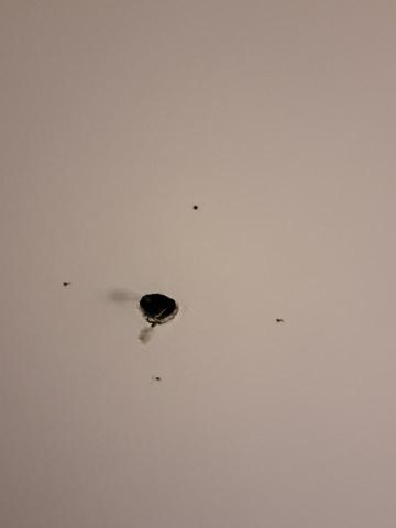 Tsz Yat Angus Ng - 檢查線路