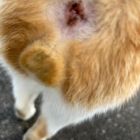 提供籃球服務的專家ST