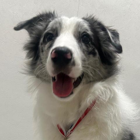 The pros providing karson hoKa Ho