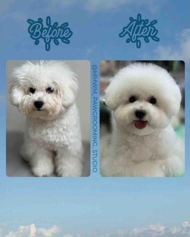 MMWM_pawgrooming_studio - 