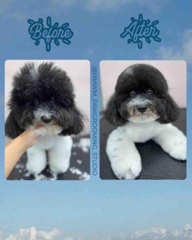 MMWM_pawgrooming_studio - 