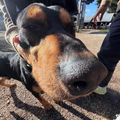 The pros providing kylie laiJoey LAI