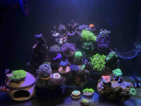 The pros providing bonnie yipYip