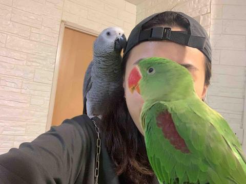 UL - 珍禽異獸都可以照顧喔