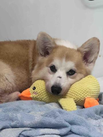 UL - 狗狗需要散步亦可以