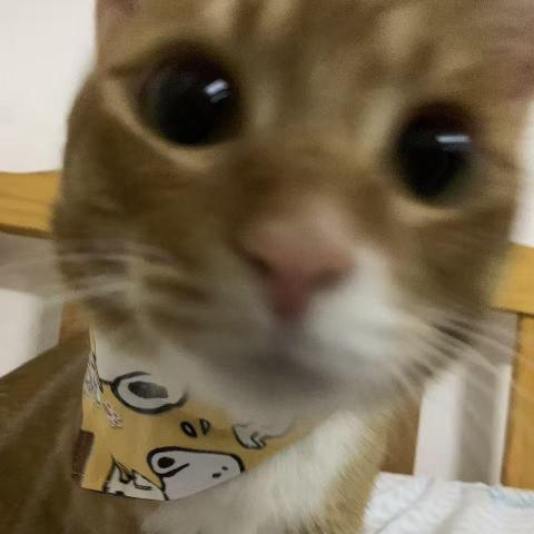 提供滅 蟲 煙霧 彈 用法服務的專家文仔