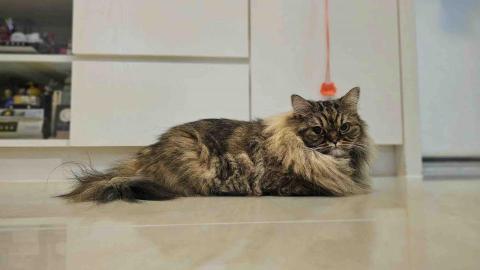 UL - 上門餵藥嘅芯芯