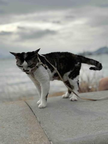 提供狗狗寄養家庭服務的專家Eugenia Lam